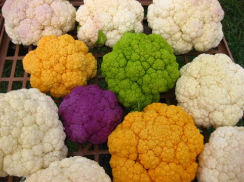 Colorful-Cauliflower